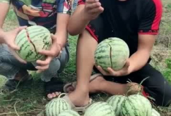 爬山网红吃瓜,揭秘娱乐圈幕后真相