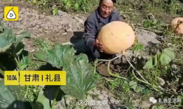 礼县吃瓜网红事件,揭秘网络舆论背后的真相与反思