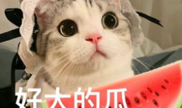网红吃瓜vx,揭秘娱乐圈幕后真相，带你领略网络红人的真实生活